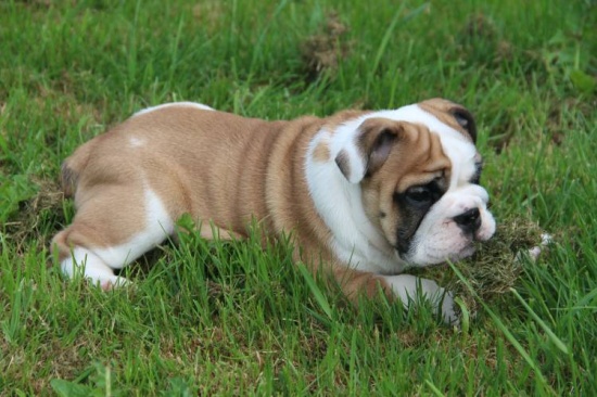 Piękny szczeniak Buldoga angielskiego (FCI)